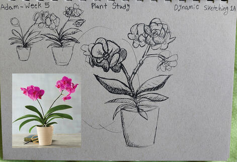 Plant Study 6